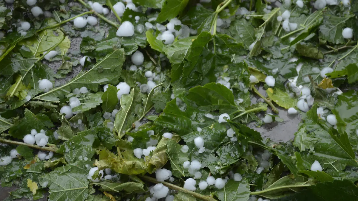 Granizo afecta cultivos